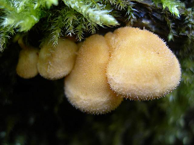 Macromiceti jurassiani � la lunga ricerca